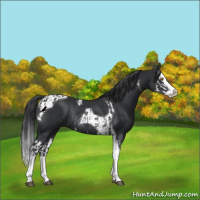 Horse Color:Black Splash Rabicano and Black Splash Tobiano Rabicano