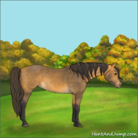 Horse Color:Buckskin 