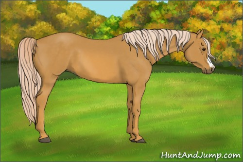 Horse Color:Palomino 