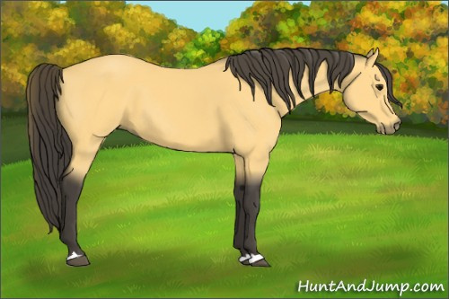 Horse Color:Buckskin