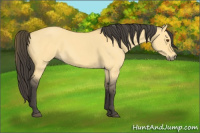 Horse Color:Buckskin Dun 