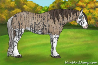 Horse Color:Black Splash Rabicano and Classic Champagne Splash Rabicano