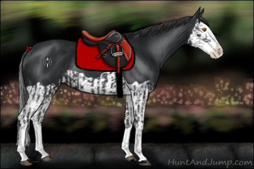 Horse Color:Black Splash Rabicano and Black Splash
