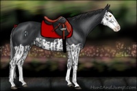 Horse Color:Black Splash Rabicano  and Black Splash 