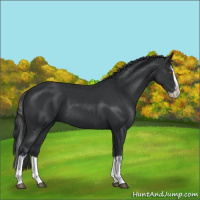 Horse Color:Black Splash Rabicano  and Black Splash Rabicano 