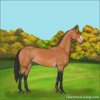 Horse Color:Bay 
