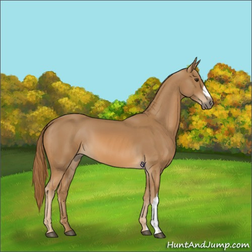Horse Color:Chestnut 