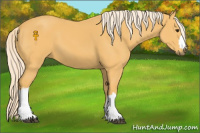 Horse Color:Palomino 