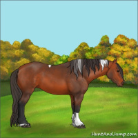 Horse Color:Bay Tobiano 