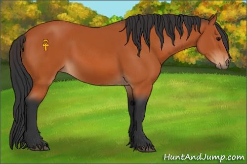 Horse Color:Bay 