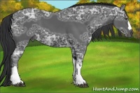 Horse Color:Black Ice 