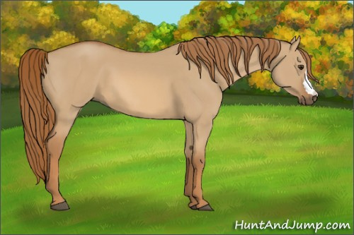 Horse Color:Red Dun 