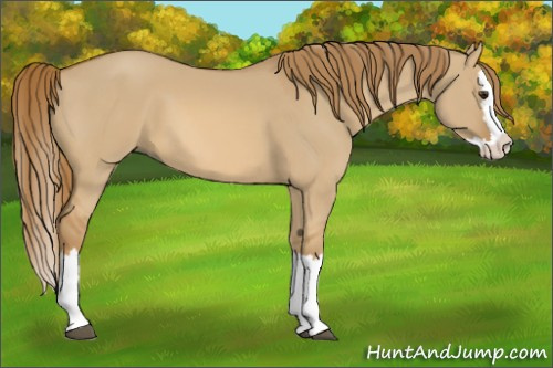 Horse Color:Red Dun Splash