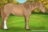 Horse Color:Chestnut Rabicano