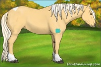 Horse Color:Palomino Tobiano 