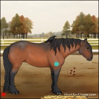 Horse Color:Bay Roan 