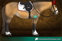 Horse Color:Buckskin 