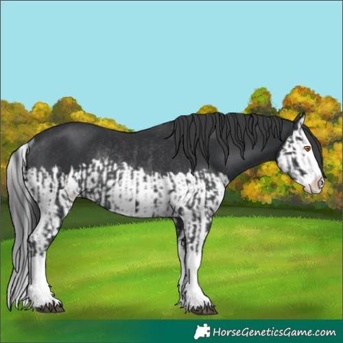 Horse Color:Black Splash Rabicano and Black Splash Rabicano
