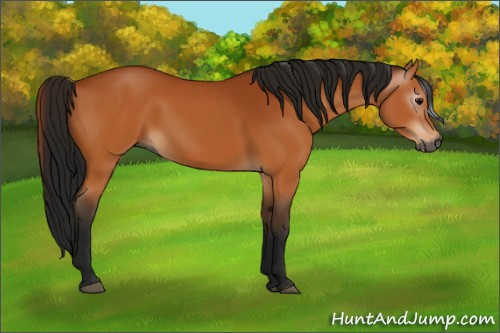 Horse Color:Gray Bay 