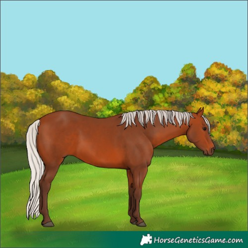 Horse Color:Silver Bay 