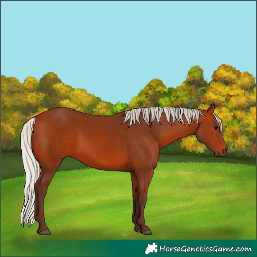 Horse Color:Silver Bay 