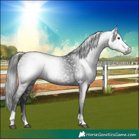 Horse Color:Gray Liver Chestnut 