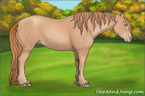Horse Color:Gold Champagne