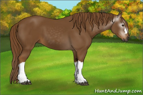 Horse Color:Gray Chestnut 