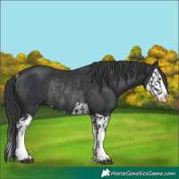 Horse Color:Black Splash Rabicano  and Black Splash Rabicano 