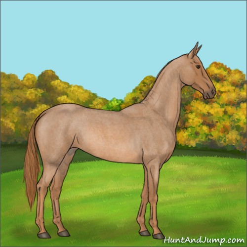 Horse Color:Red Roan 