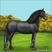 Horse Color:Black Splash Rabicano  and Black Rabicano 