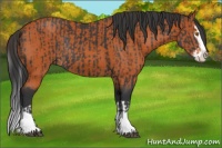 Horse Color:Black Splash Rabicano  and Bay Splash Rabicano 