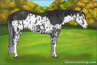 Horse Color:Black Splash Rabicano  and Black Splash Rabicano 