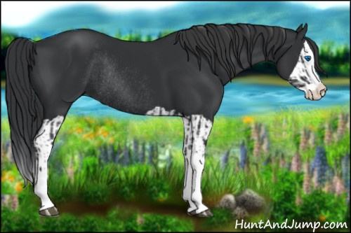 Horse Color:Black Splash Rabicano and Black Splash Rabicano