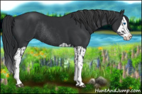 Horse Color:Black Splash Rabicano  and Black Splash Rabicano 
