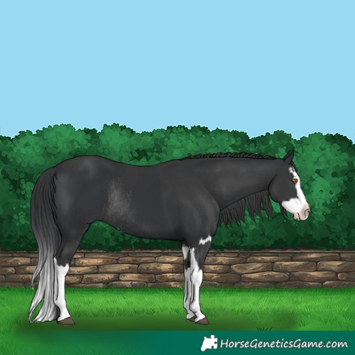 Horse Color:Black Splash Rabicano and Black Splash Rabicano