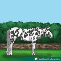 Horse Color:Black Tobiano Frame Appaloosa 