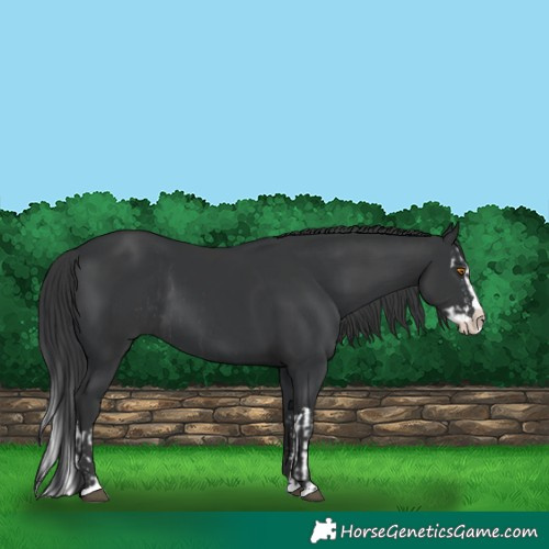 Horse Color:Black Splash Rabicano  and Black Splash Rabicano 