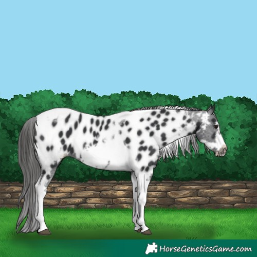 Horse Color:Black Tobiano Frame Appaloosa 