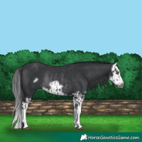 Horse Color:Black Splash Rabicano  and Black Splash Frame Rabicano 