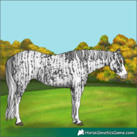 Horse Color:Black Splash Rabicano  and Gray Black Splash Rabicano 