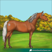 Horse Color:Silver Bay 