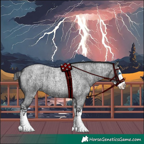 Horse Color:Blue Roan Splash Rabicano  and Blue Roan Splash 