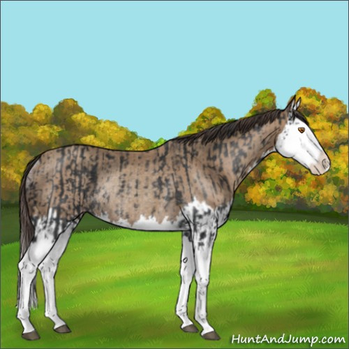 Horse Color:Black Splash Rabicano  and Classic Champagne Splash Rabicano 