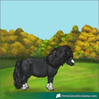 Horse Color:Black 