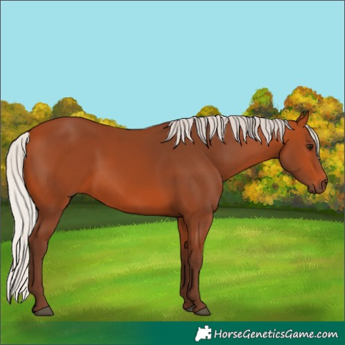 Horse Color:Silver Bay 