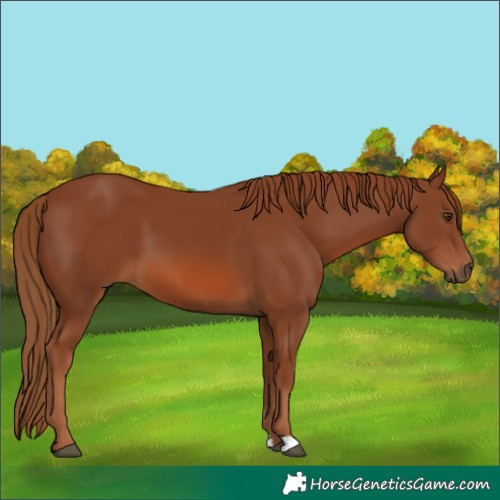 Horse Color:Chestnut 