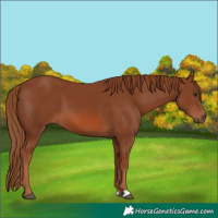 Horse Color:Chestnut 
