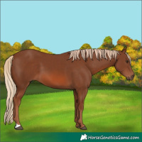 Horse Color:Chestnut 