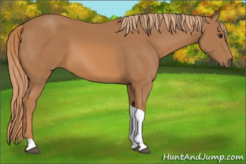 Horse Color:Chestnut Tobiano 